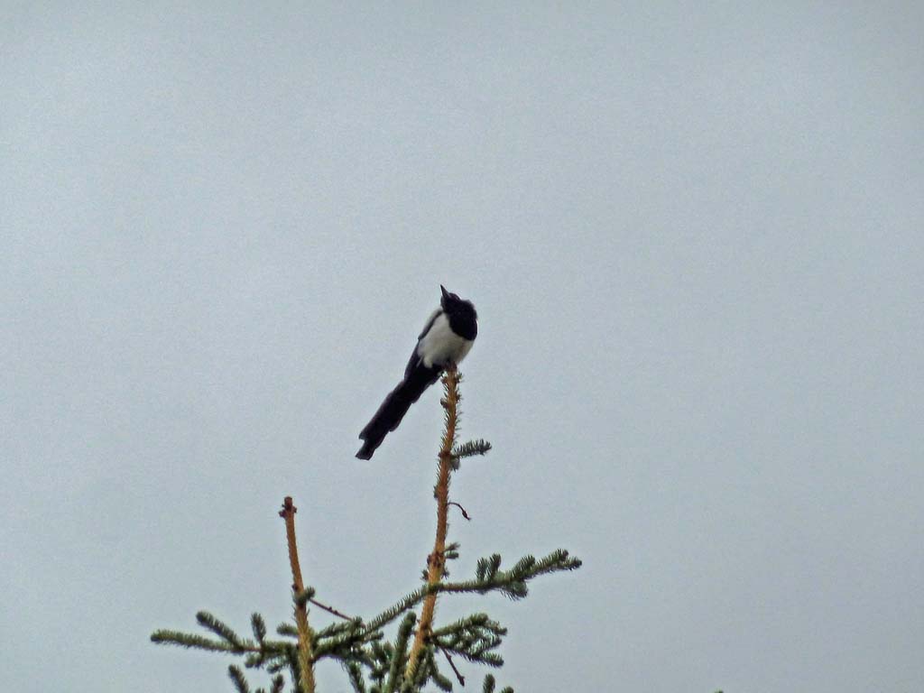 P1010425