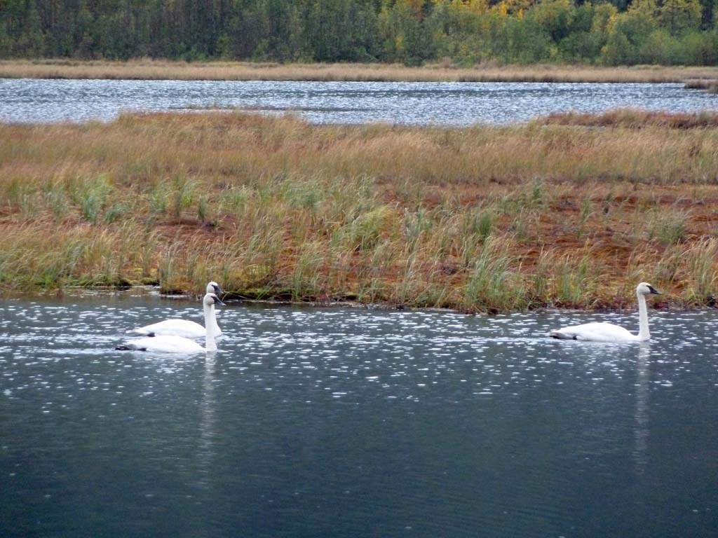P1010427_Tern_Lake