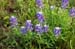 Only_Bluebonnet
