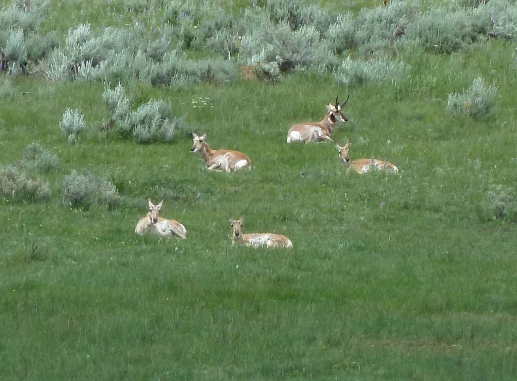 051_Antelope_Yellowstone_NP