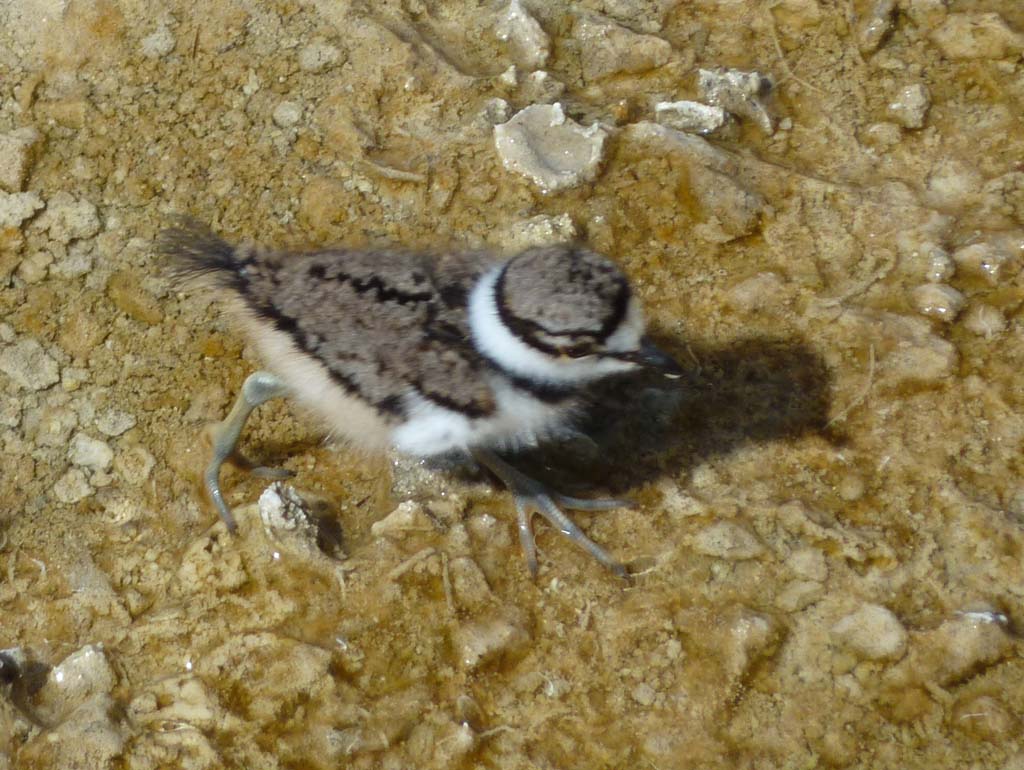 059_Bird_in_Mammoth_Hot_Springs