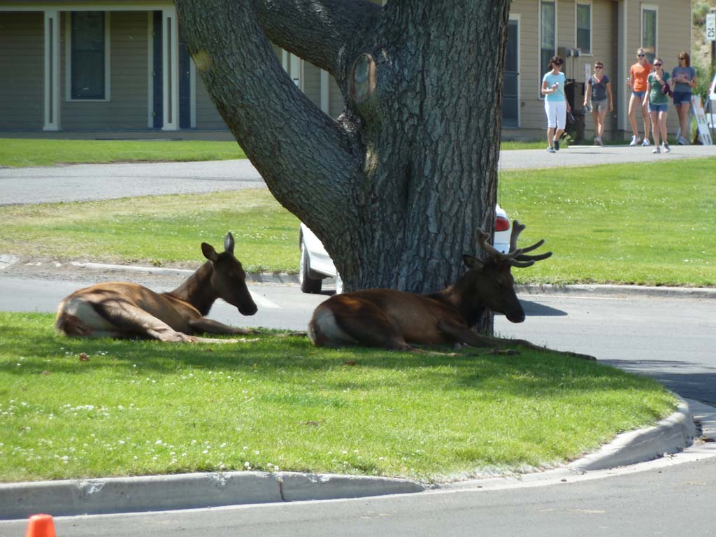 062Elk_at_Mammoth_Hot_Springs