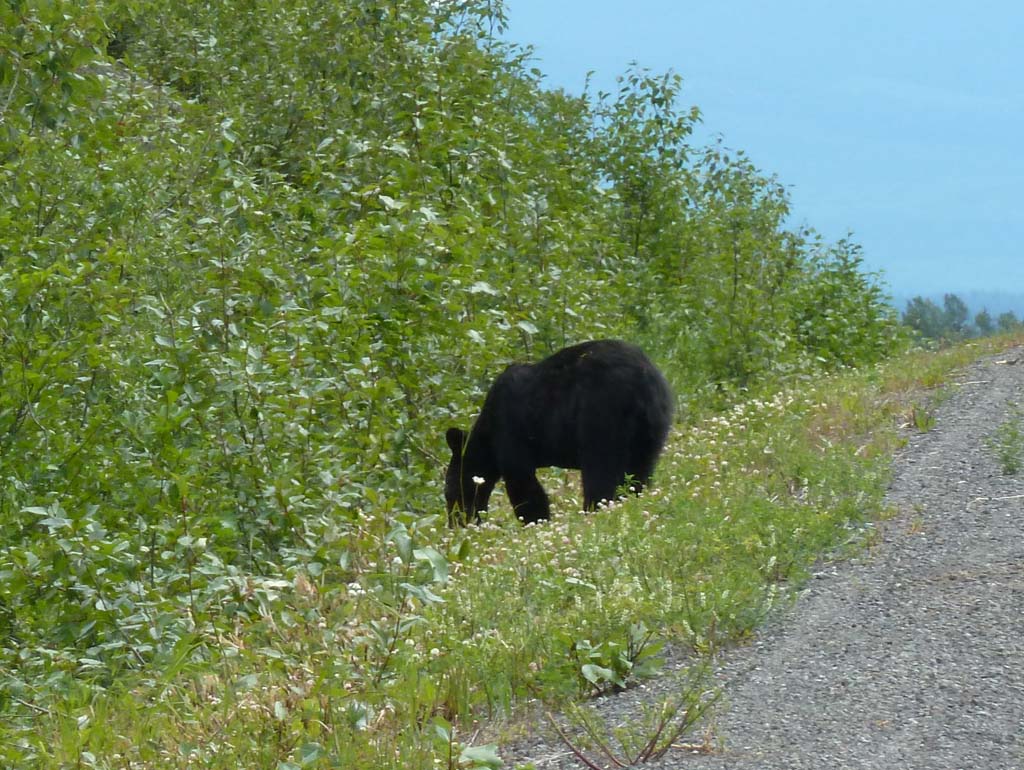 096__Bear_near_Stewart_BC