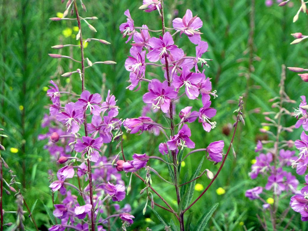 104_Flowers_in_Hyder