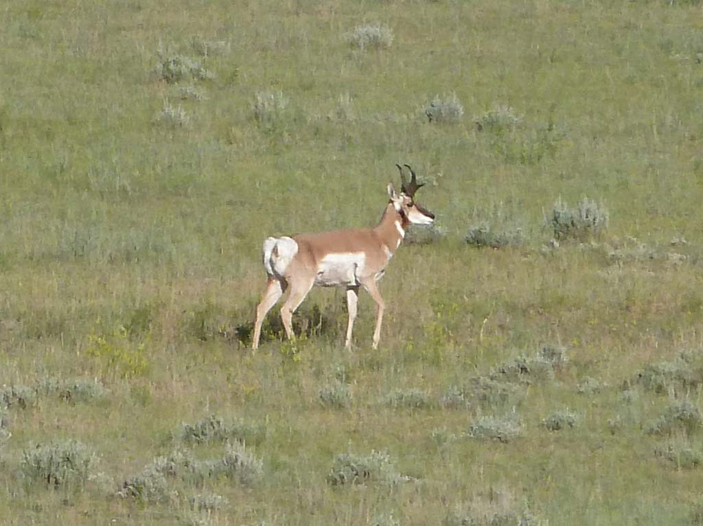 183_Antelope_I90_WY