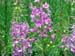 104_Flowers_in_Hyder