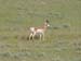 183_Antelope_I90_WY