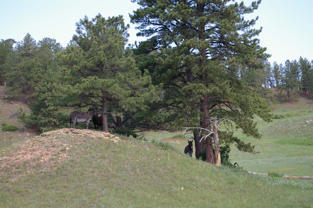 052DonkeysinCusterStatePark