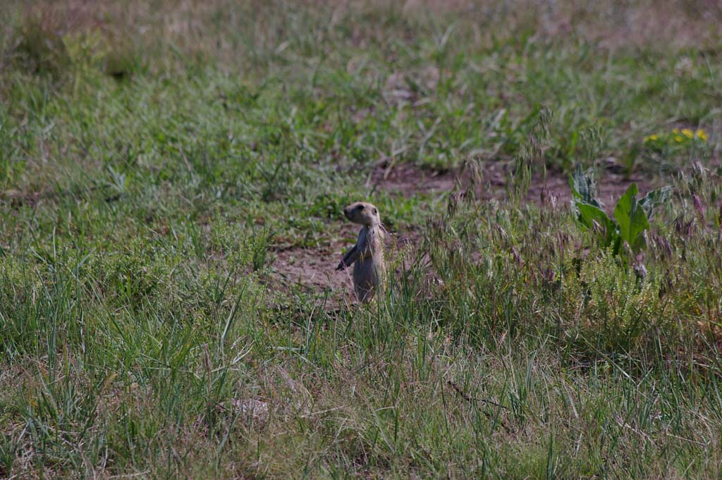 055PrarieDoginCusterStatePark