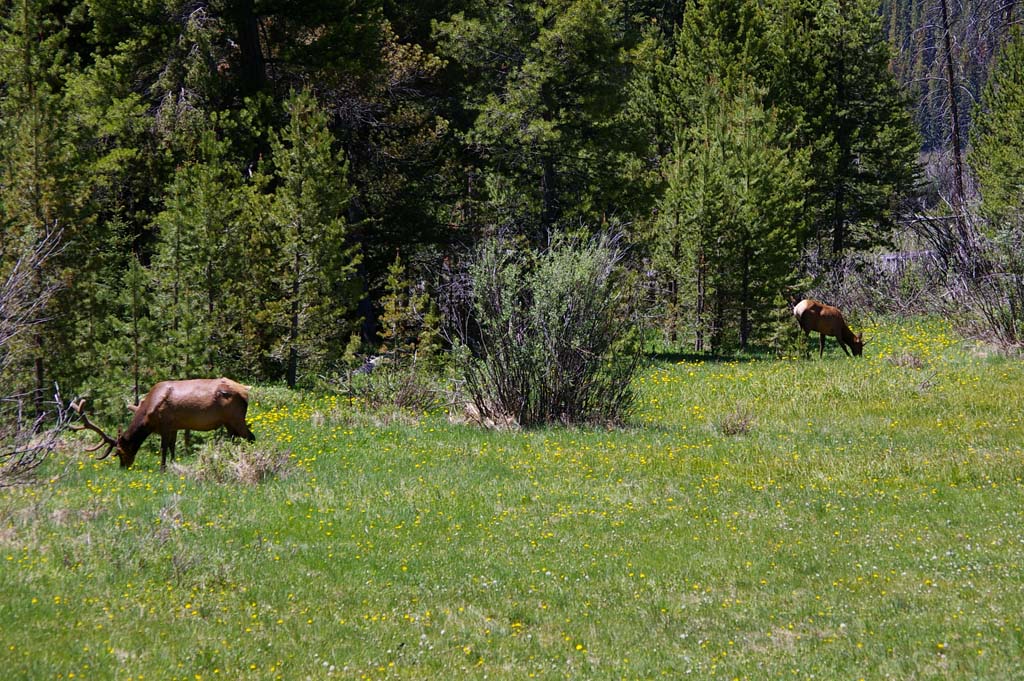 072ElkRockyMountainNP