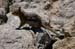 085ChipmunkatLilyLakeHwy7CO