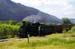 154DurangoSilvertonTrain