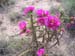 157CactusHwy84