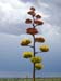 167Flower