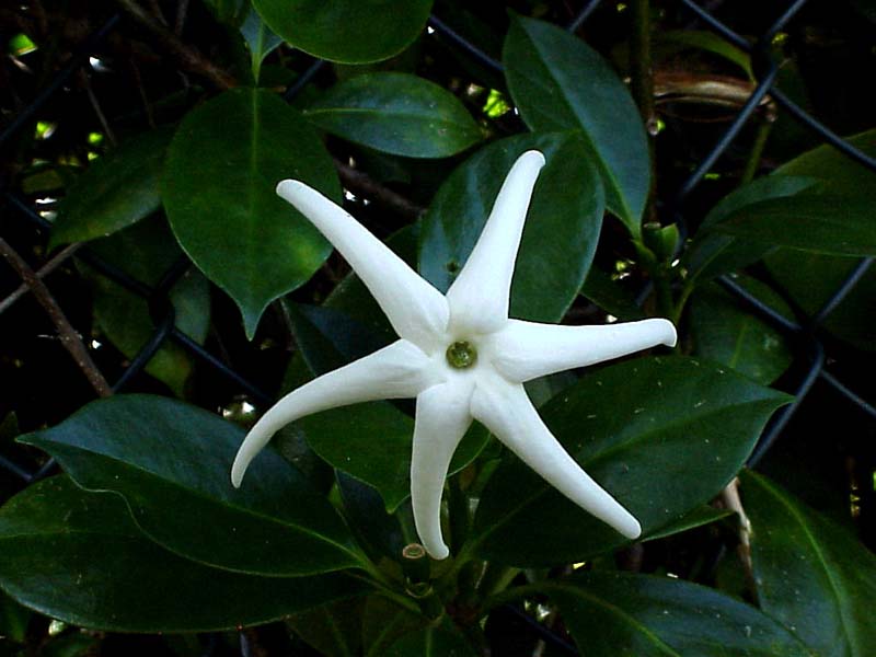 FloweronMonteDelEstado