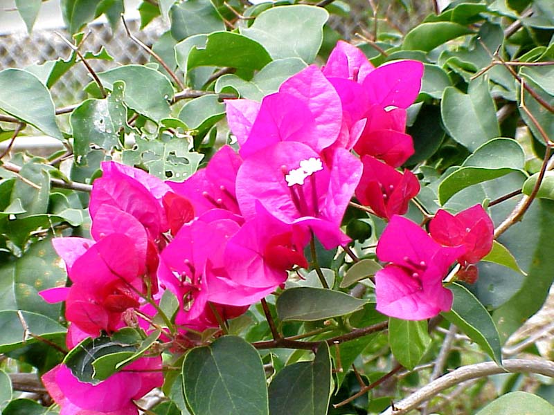 FlowersatAreciboObserv