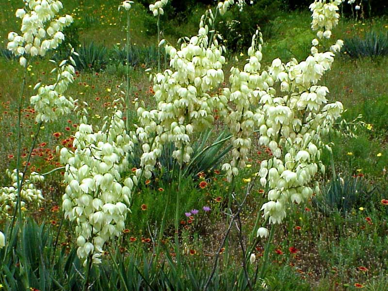 Yucca