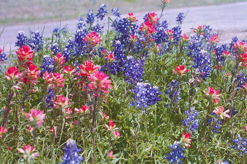 flowers