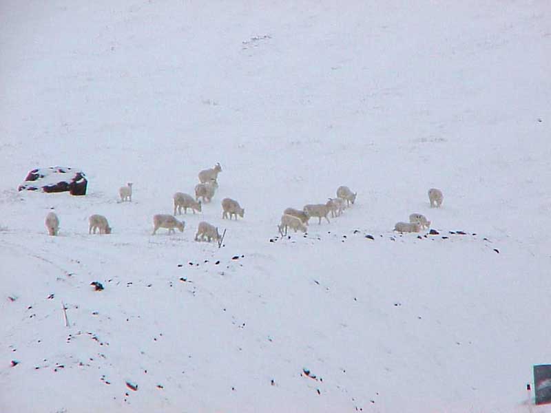 47BigHornSheep