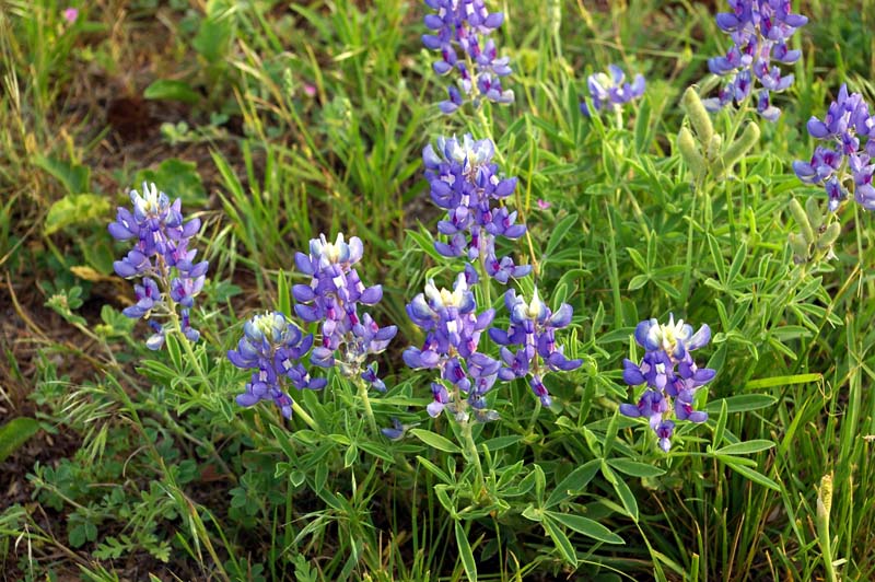 Only_Bluebonnet