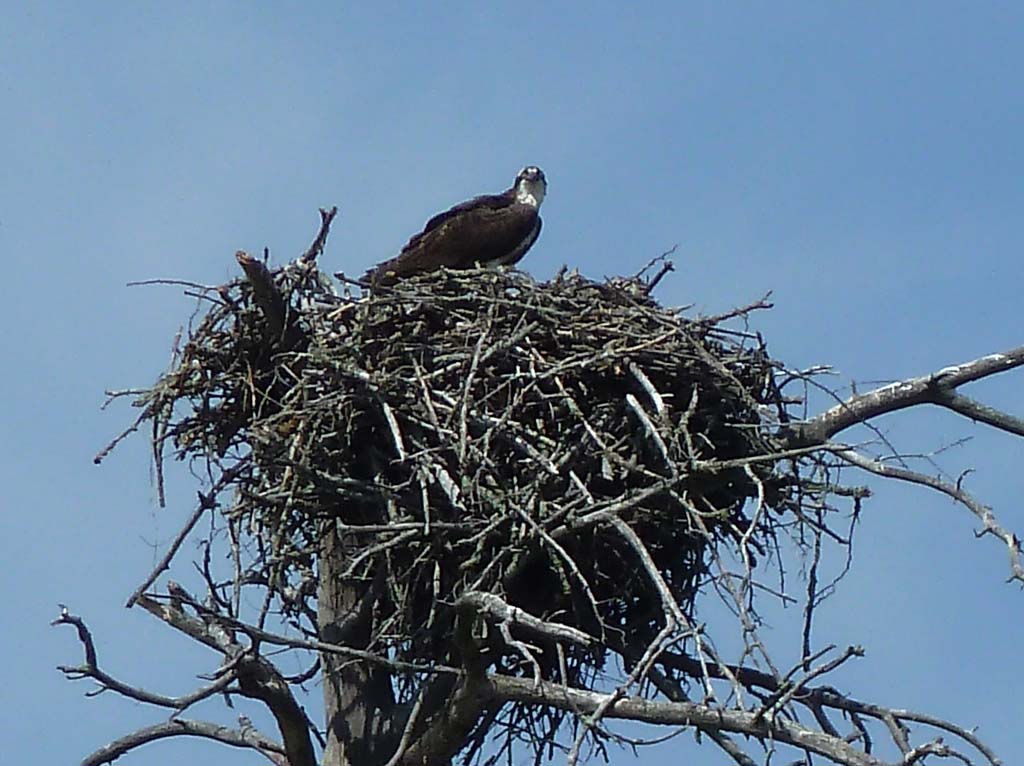 020Eagle_in_Minnesota