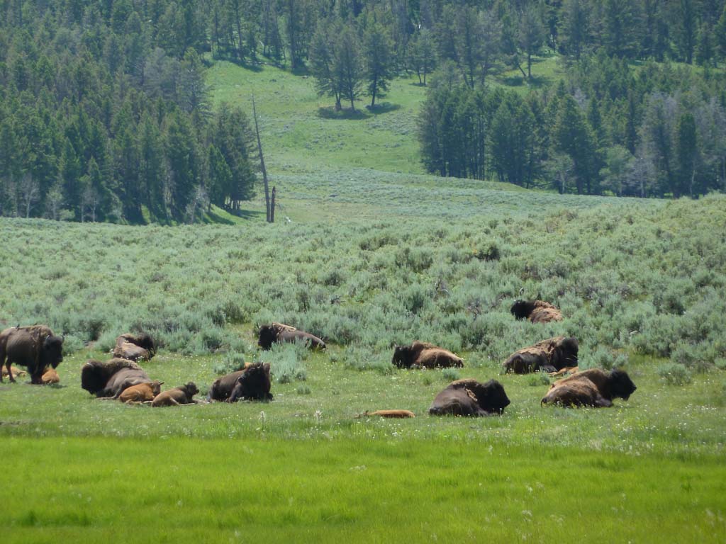 053Bison_Yellowstone_NP