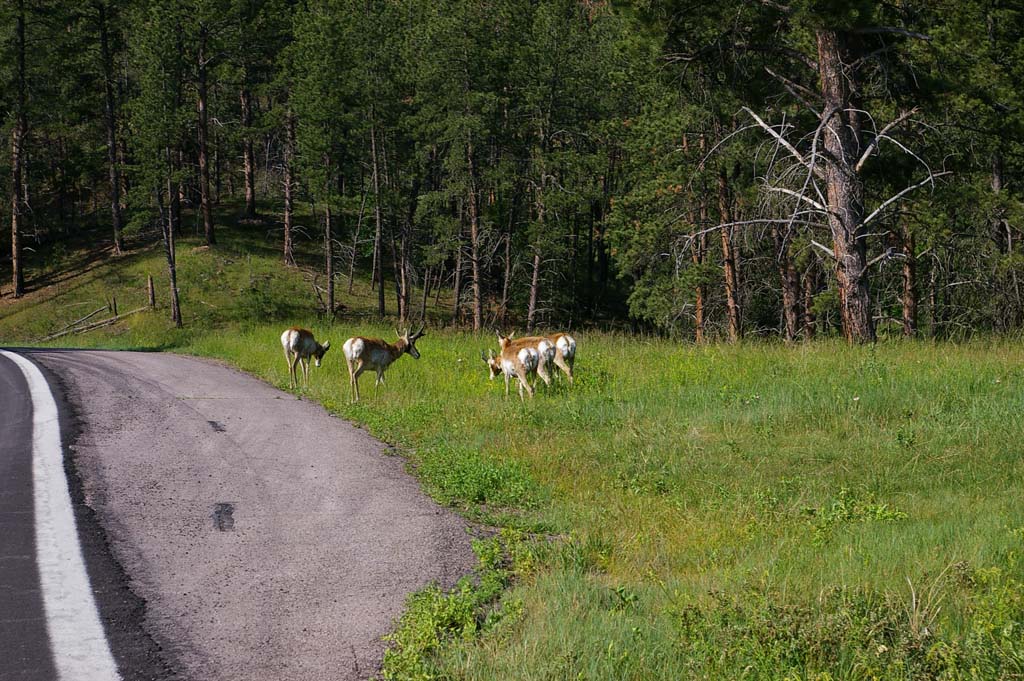 046AntelopeinCusterStatePArk