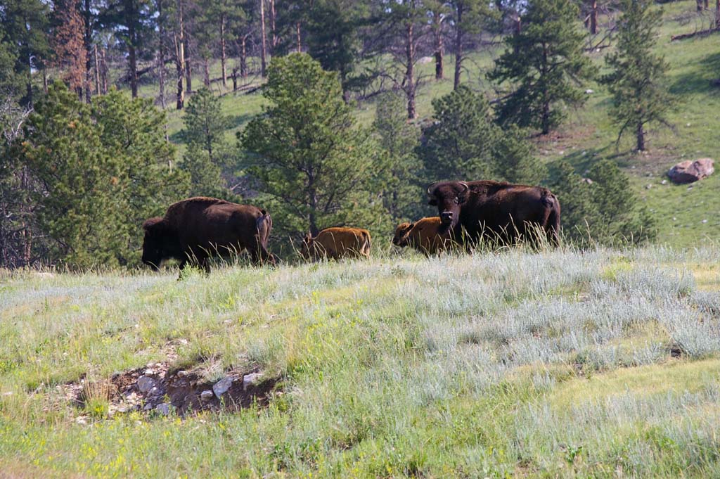 047BuffaloinCusterStatePark