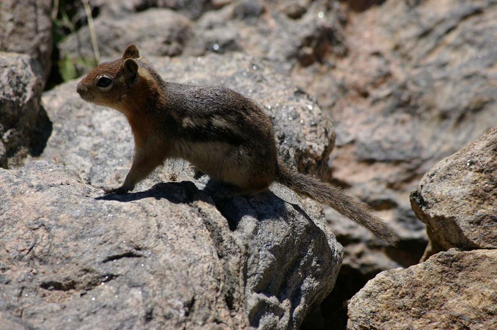 085ChipmunkatLilyLakeHwy7CO