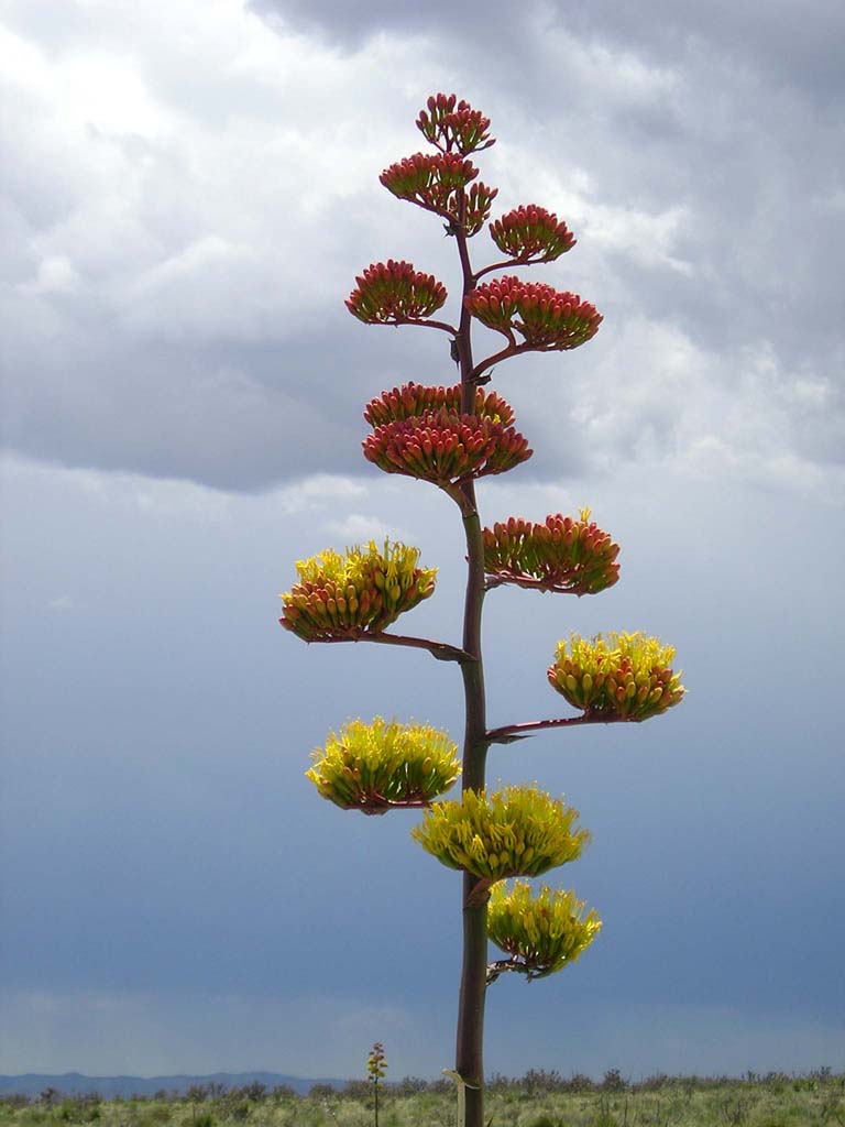 167Flower
