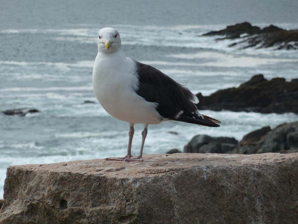 020_Sea_Gull_Acadia_NP
