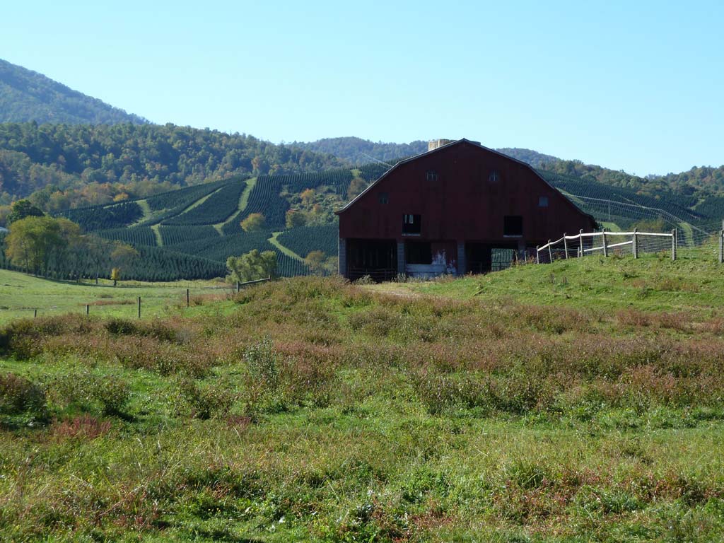051_Christmas_Tree_Farm_MD