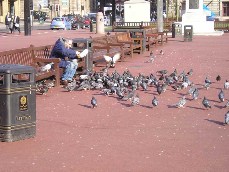 38GeorgeSquarePigeonsGlasgow